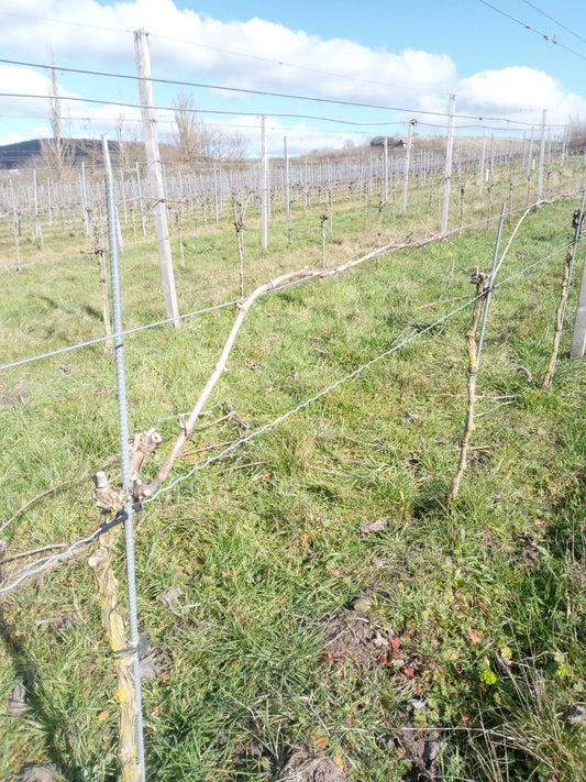 Auf und Nieder