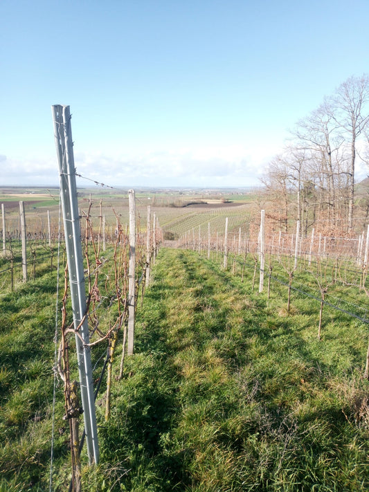 Das Weinjahr 2023 ist eröffnet!