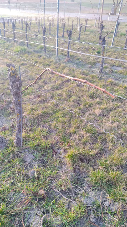 Das Niederziehen im Frühjahr