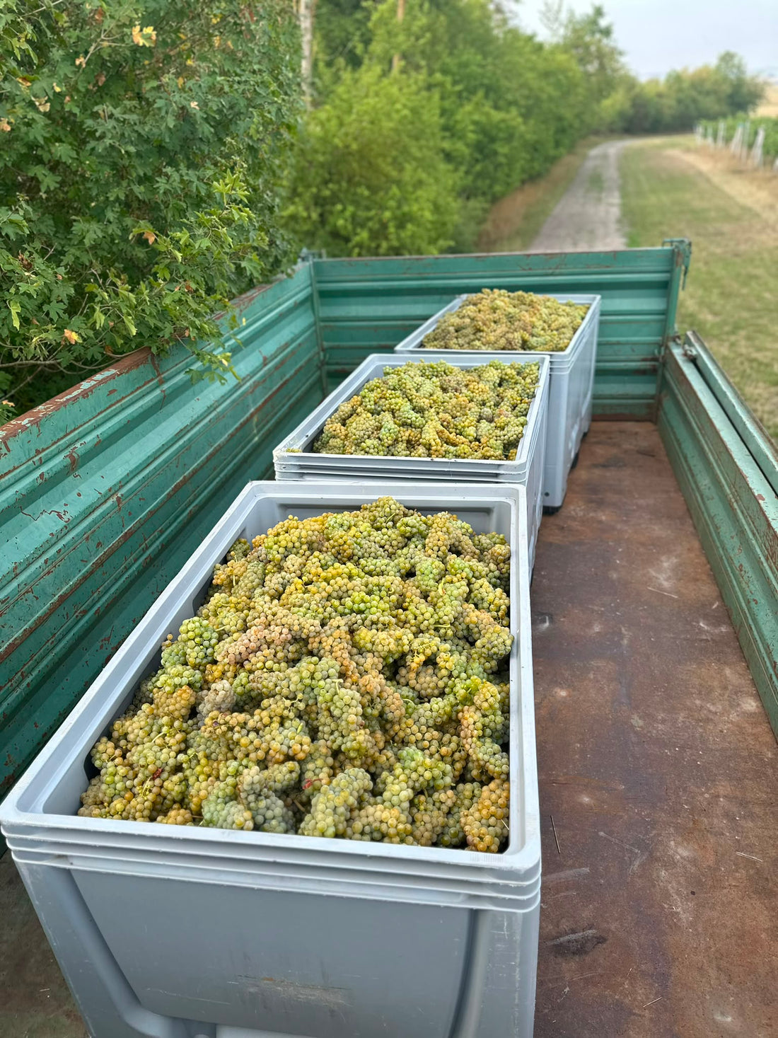 Weinlese 2026: Das richtige Timing entscheidet