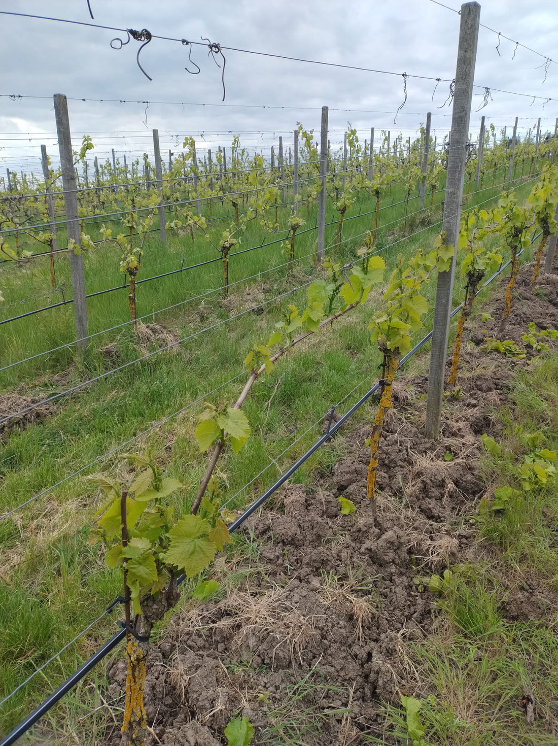 Der Austrieb des Weinbergs